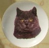 CERAMIC CABINET KNOB CAT CATS KITTEN blue russian