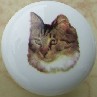 CERAMIC CABINET KNOB CAT CATS KITTEN long haired TABBY 