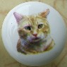 CERAMIC CABINET KNOB CAT CATS KITTEN orange tabby