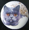 CERAMIC CABINET KNOB CAT CATS KITTEN blue russian