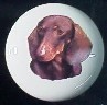 cabinet knob dachshunds red