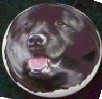 ceramic cabinet knob newfoundland newfie