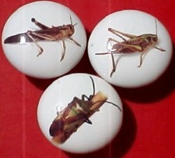 Cabinet Knob Grasshoppers