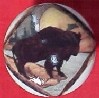 CERAMIC CABINET KNOB KNOBS  WILDLIFE BUFFALO